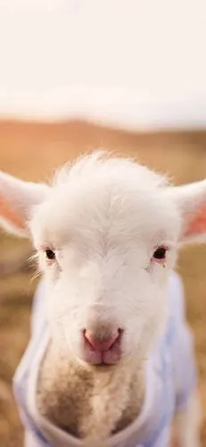 小羊壁纸
