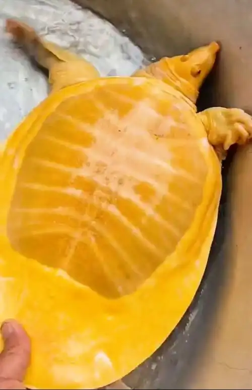 南昌钓鱼人钓上"黄金鳖",网友想出50000元的高价购买