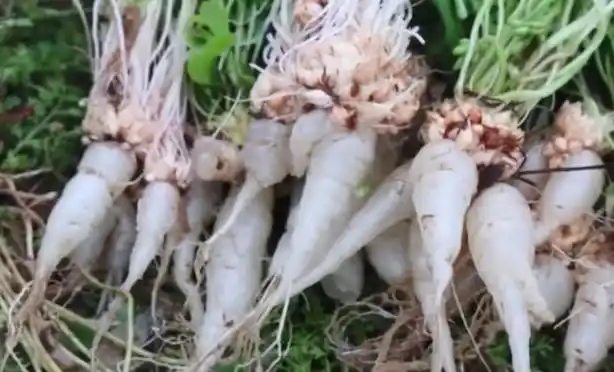 它叫三叶酸,很多人只摘叶吃,不知地下还藏着能吃的"水晶萝卜"