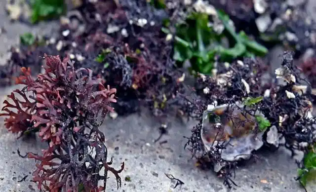 海石花,花非花!