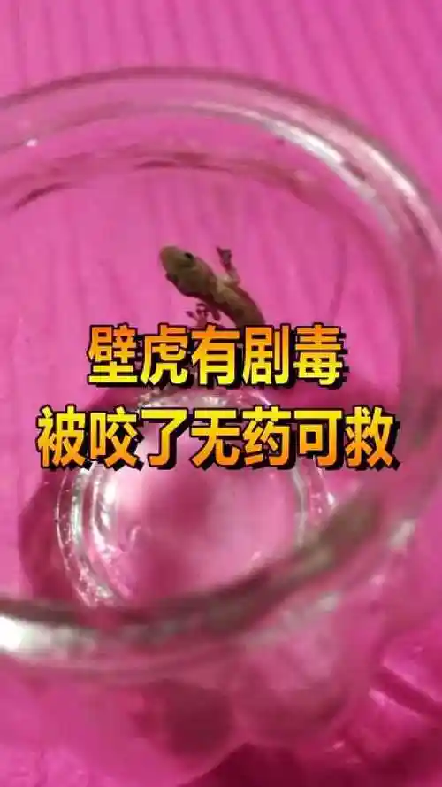 壁虎有剧毒,被咬了无药可救,可它是人类的好朋友啊!
