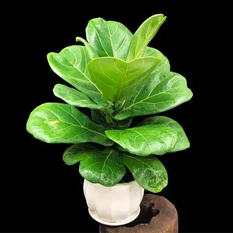 大叶琴叶榕大盆栽盆景室内阳台办公室净化空气吸甲醛花卉绿植苗木