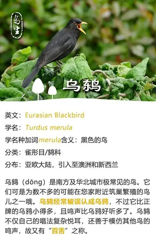 我们身边这种黑乎乎的小鸟叫声居然这么好听