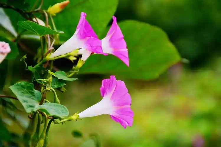 牵牛花藤儿长爬上篱笆爬上墙吹起喇叭迎朝阳