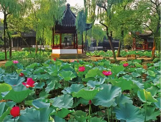 四壁荷花三面柳,半潭秋水一房山——拙政园夏亭:荷风四面亭