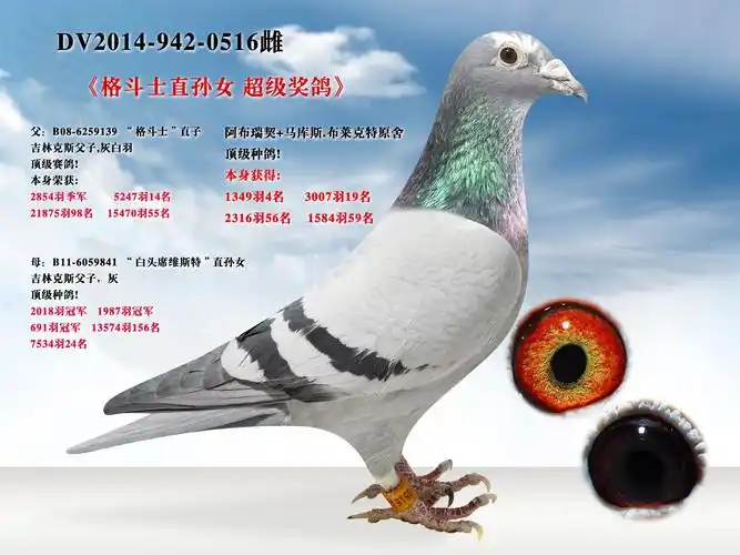 辽宁新纪元鸽业 - 中信网铭鸽展厅