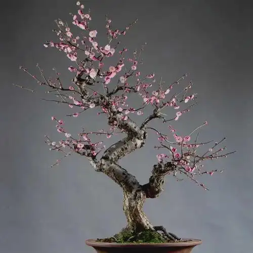 梅花盆栽老桩红梅耐寒花卉黄梅四季室内盆景热水袋