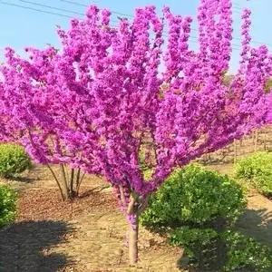 紫荆花树苗四季室外庭院开花树紫荆树苗耐寒绿化工程苗南北方种植