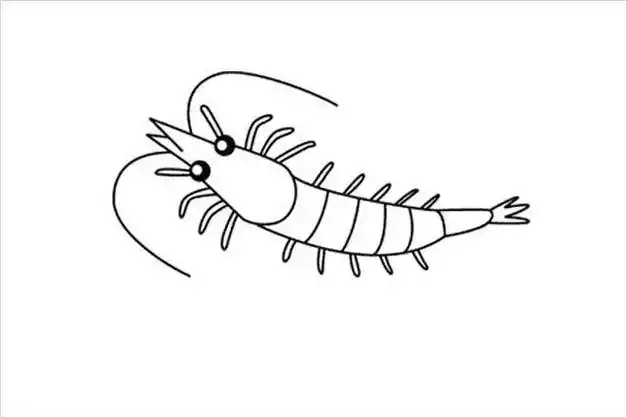 简笔画幼师大虾兴趣虾子的简笔画虾简笔画画法怎么画虾的简笔画有没有