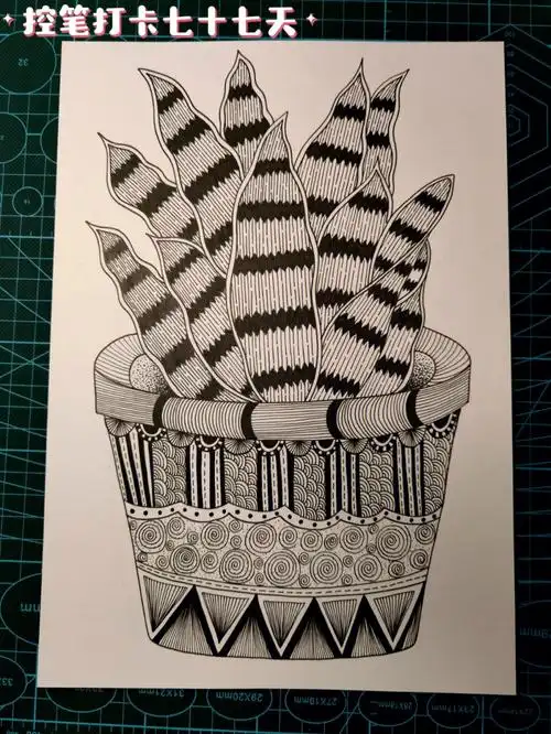 画画打卡77天植物线描画儿童画虎皮兰线描