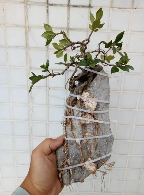 高提根附石盆景详解