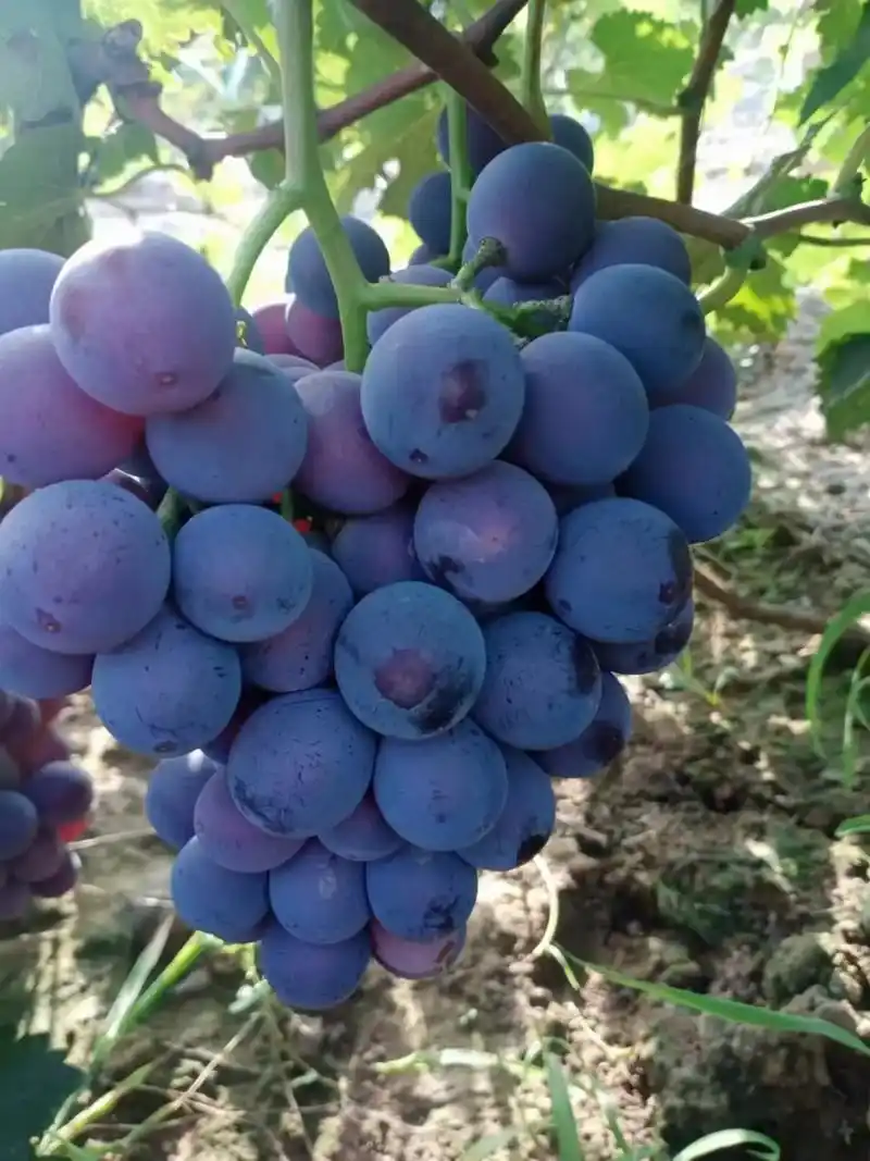 清徐巨峰葡萄!自家种的清徐巨峰葡萄,酸甜可口 - 抖音