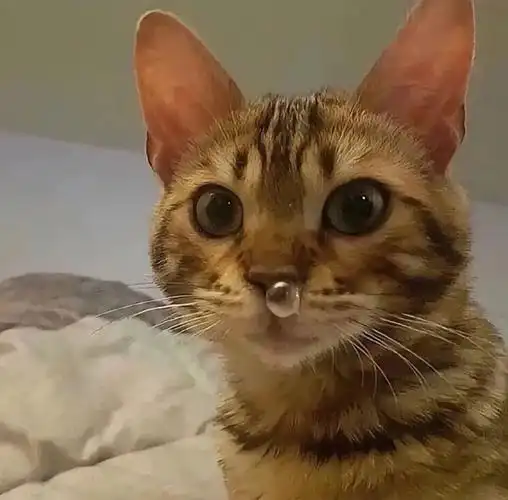 搞怪可爱小猫头93#小猫##头像