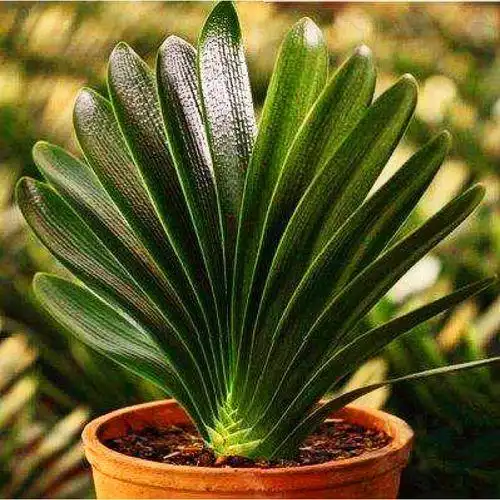 微短叶君子兰花苗盆栽头油匠立板老苗带花苞四季绿植君子兰老品种油匠