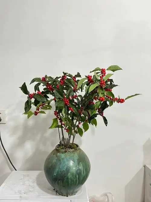 北美冬青盆栽红果冬青精品老桩盆景庭院盆栽欧洲红豆果带果发货