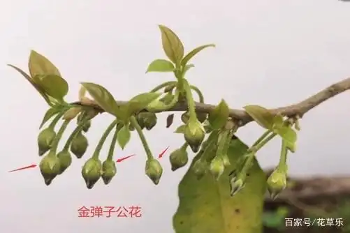 学会这两点一眼就能辨别公母金弹子,从此告别上当