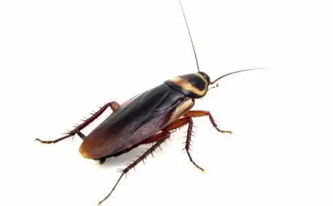 其他雌性产卵后,经过短时间携带,如美洲大蠊,黑胸大蠊等,卵鞘多产于较