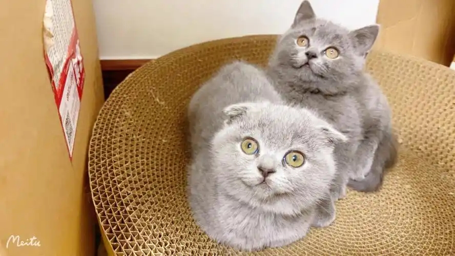 出纯种英短蓝猫