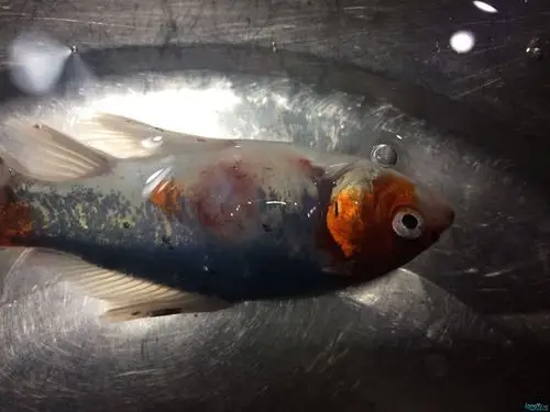 鱼病了