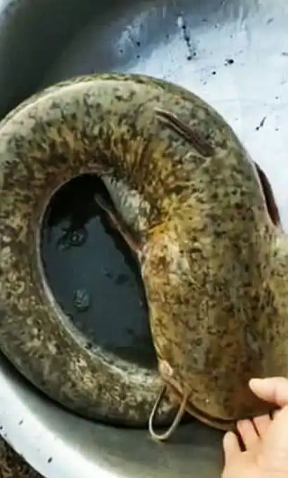 湖北钓友长江冬钓收获罕见30斤巨型华鱼令人羡慕