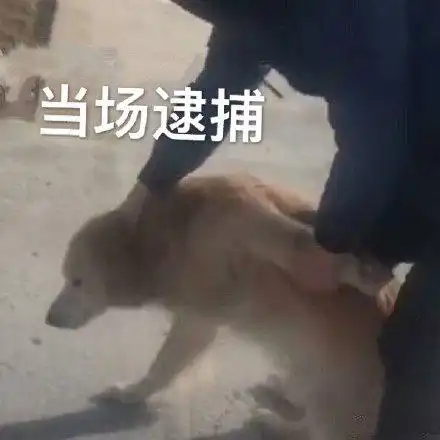 当场逮捕狗子_狗子_逮捕_当场表情