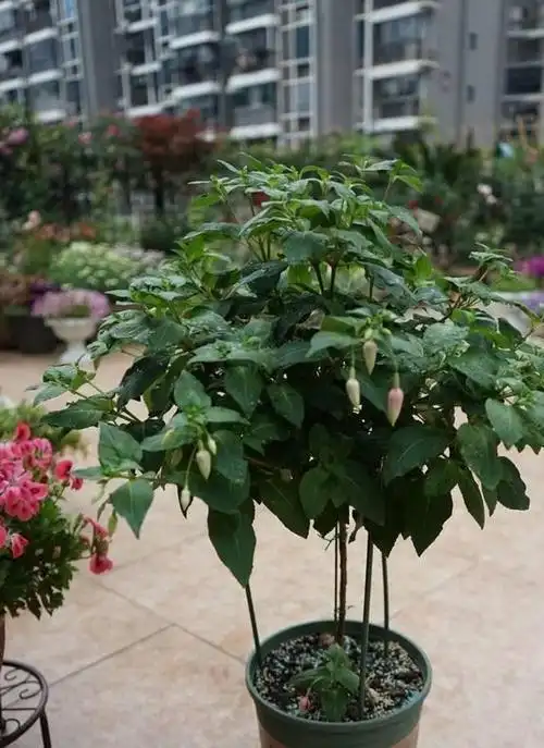 倒挂金钟"度夏死"?掌握小方法,养成大老桩,开成花树,才叫美_网易订阅