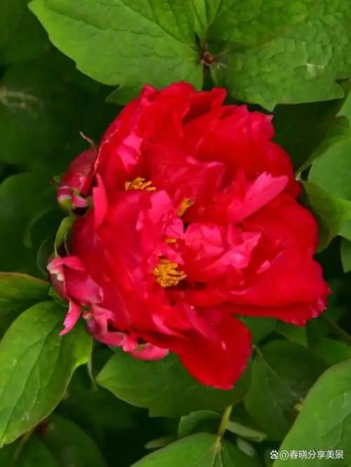 素有"花中之王"美誉的牡丹花,高贵靓丽,风流潇洒,富丽堂皇,是中国传统