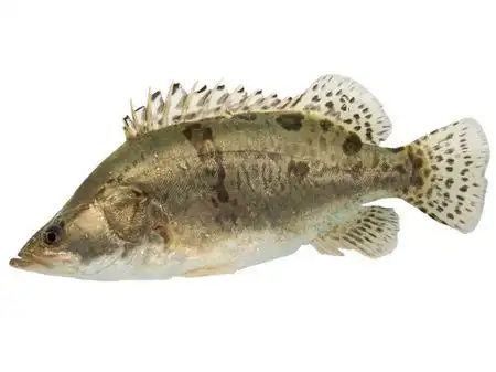 鳜鱼之"贵":贵在哪里?贵之所在之处!_食肉鱼类_西南渔业网 水产养殖专