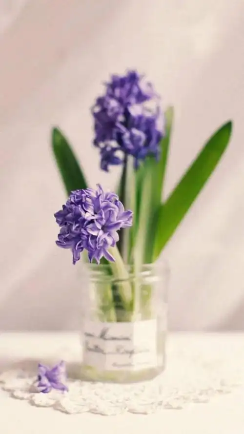 唯美花一束,高清图片,手机锁屏桌面-壁纸族