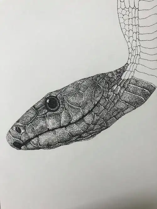 点绘(蛇)|纯艺术|绘画|画说 - 原创作品 - 站酷 (zcool)