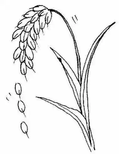 汉字溯源:巢,穆,齐,兼,年