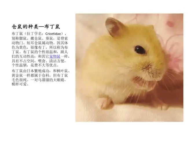 养小仓鼠须知事件pptppt