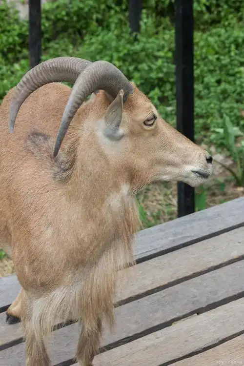 你知道"四不像"具体指什么吗?