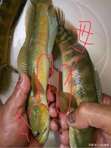 七星鱼 月鳢的公母鱼的分辨方法