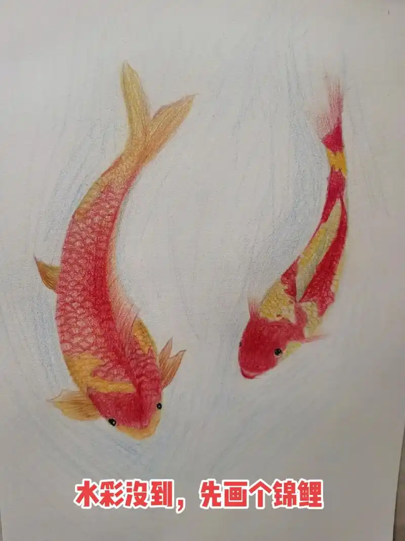 彩铅 #素描 #锦鲤  - 抖音