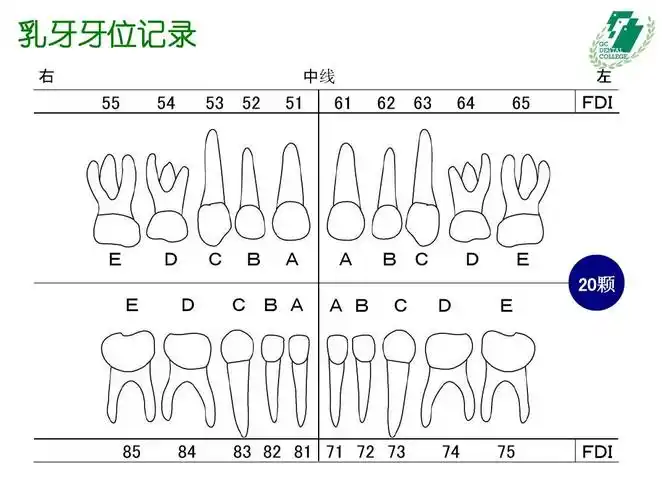 了解牙科ppt 乳牙牙位记录 右 中线 左 55 54 53 52 51 61 62 63 64