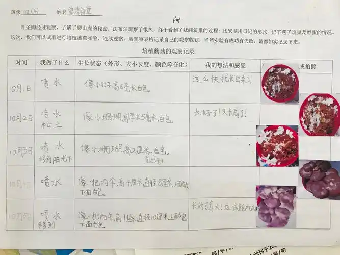 小蘑菇成长记