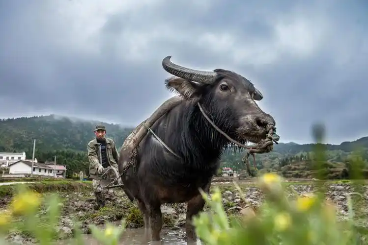 南丰传统牛耕田别致春耕景
