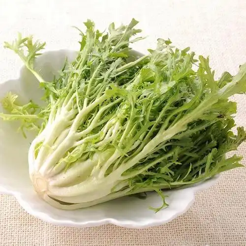 苦叶生菜250g狗牙菜沙拉菜新鲜蔬菜日天可开发票