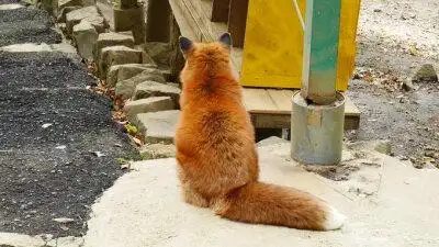 猫咪狐狸壁纸