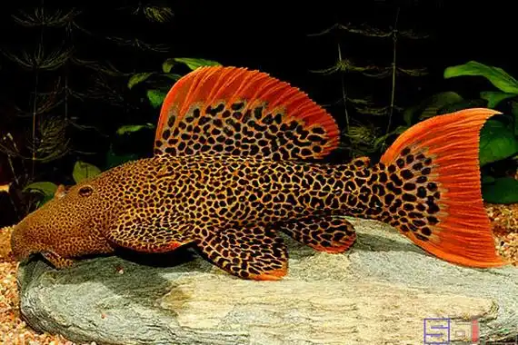 帝王血钻_仙人掌异型