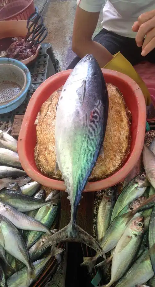 什么,金枪鱼罐头里没有金枪鱼?