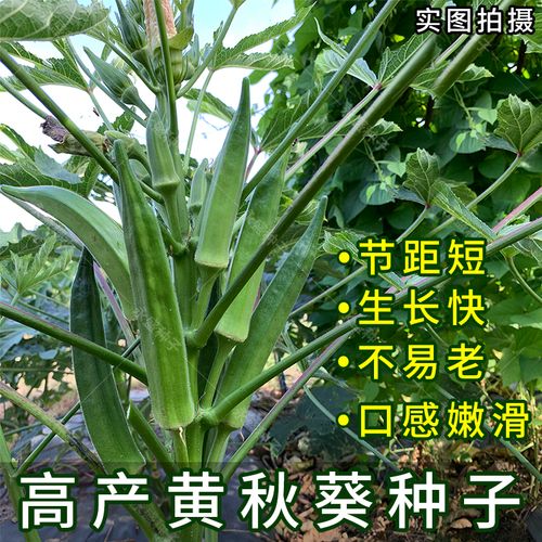 秋葵种孑黄秋葵种籽高产杂交羊角葵种四季红秋葵种子盆栽水果蔬菜