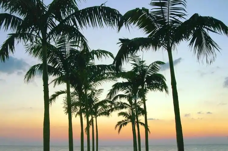 棕榈树和椰子树的区别