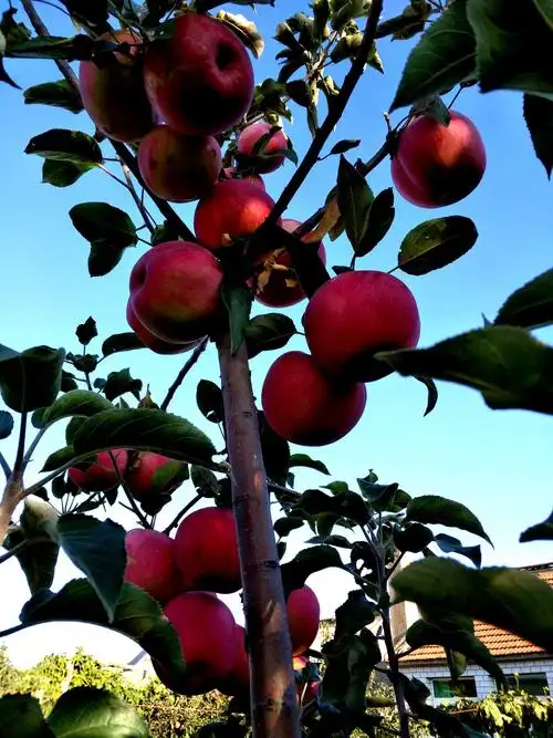 2018我家的瓜果梨桃