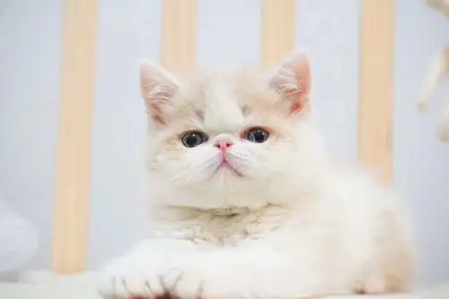 山西加菲猫价格