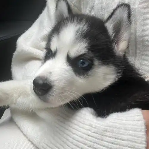 两个月的哈士奇