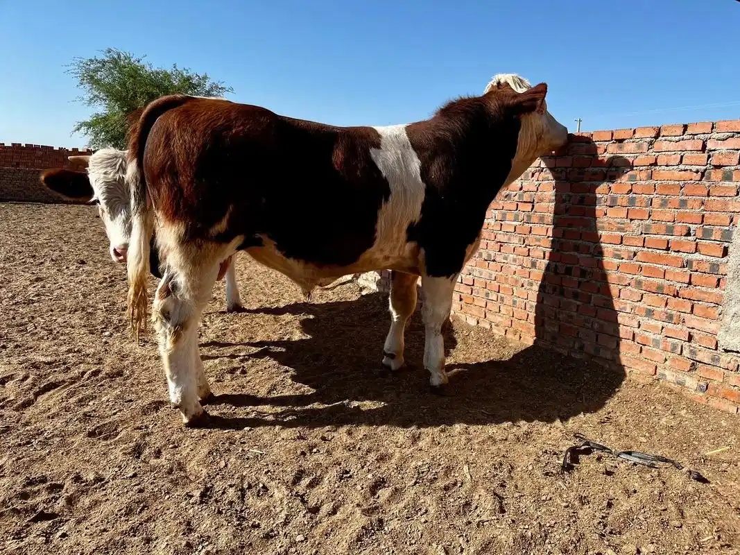 西门塔尔 通辽西门塔尔种公牛 - 抖音