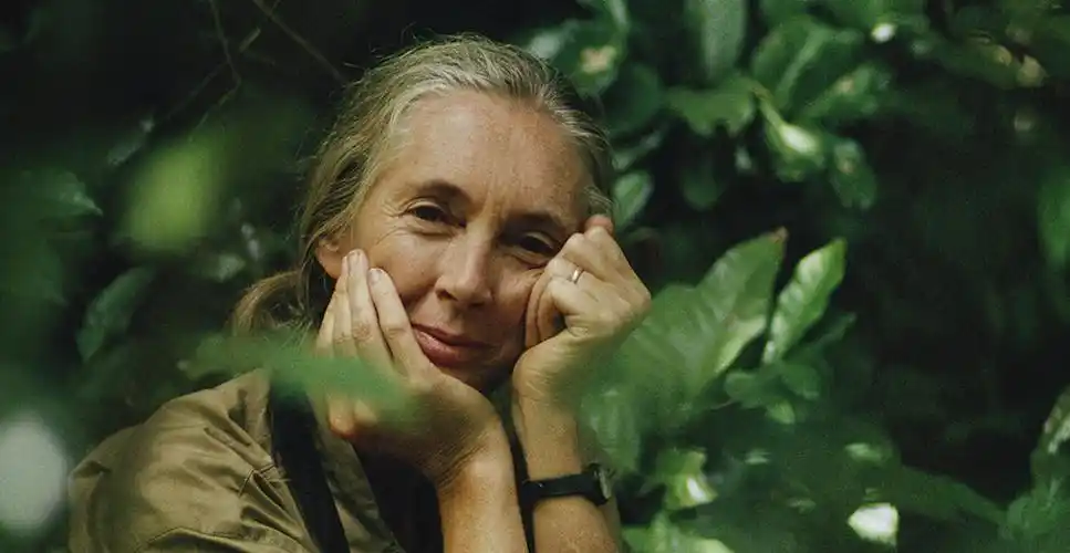 jane goodall 是全世界声誉最高的女性动物学家,地球上最懂黑猩猩的