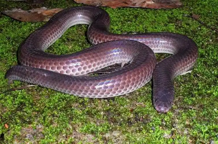 /i>&nbsp;hu and zhao,1972)是闪鳞蛇科闪鳞蛇属的一种动物,闪鳞